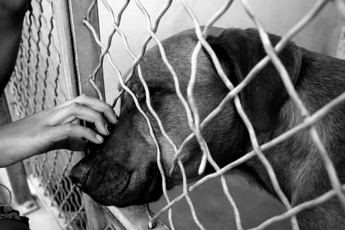 A dog at an animal shelter